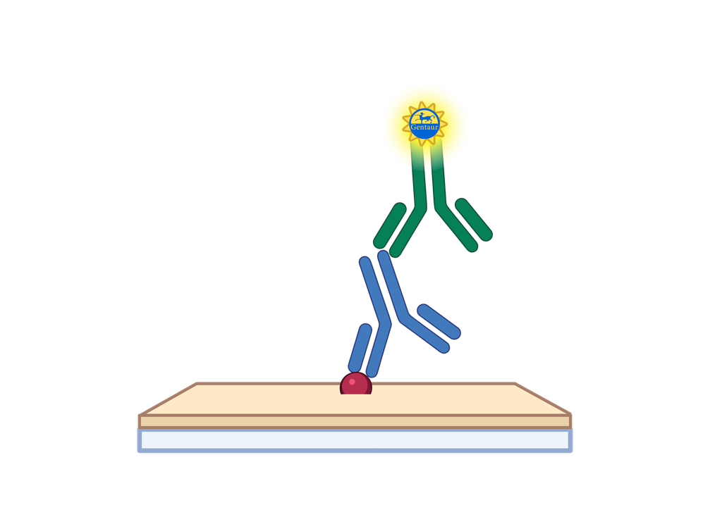 2, 3-DPG ELISA, Human